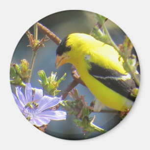 Goldfinch Magnet