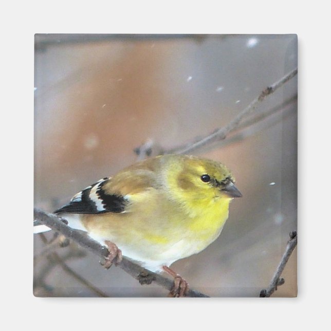 Goldfinch Magnet (Framsidan)