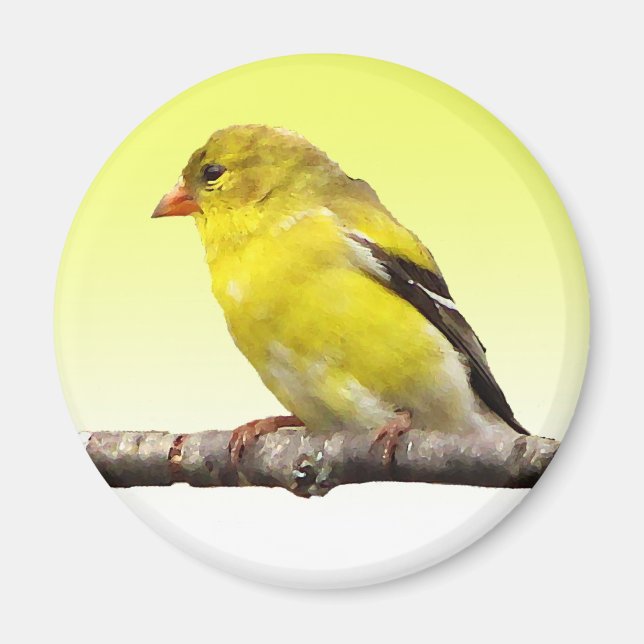 Goldfinch Magnet (Framsidan)
