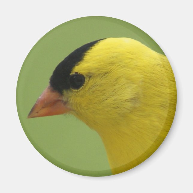 Goldfinch Magnet (Framsidan)