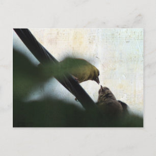 Goldfinch Matar Chick Vykort