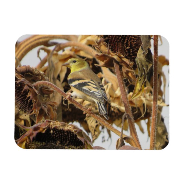 Goldfinch med solrosmagnet magnet (Horisontell)