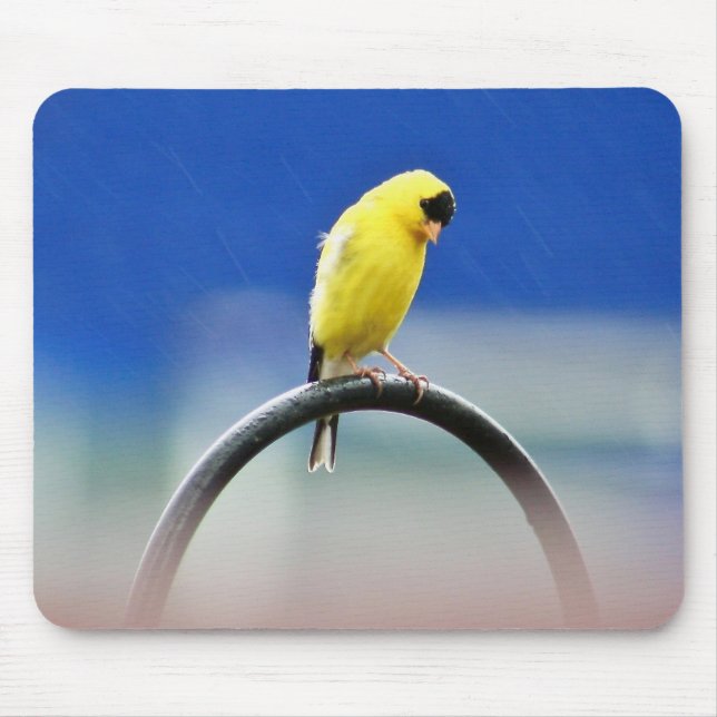 Goldfinch Mousepad Musmatta (Framsidan)