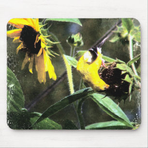 Goldfinch Musmatta