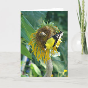 Goldfinch och en solros kort