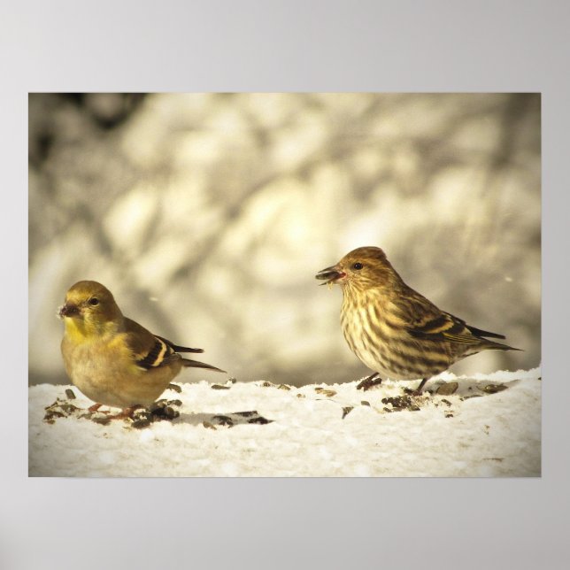Goldfinch och Gräs Siskin Poster (Framsidan)
