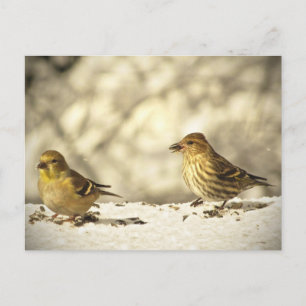 Goldfinch och Gräs Siskin Vykort