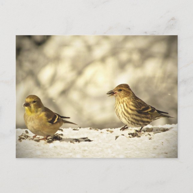 Goldfinch och Gräs Siskin Vykort (Framsida)