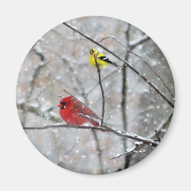 Goldfinch och kardinal magnet (Framsidan)