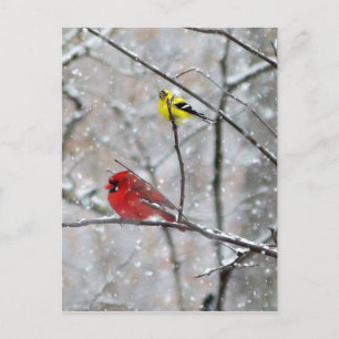 Goldfinch och kardinal vykort