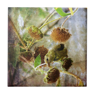 Goldfinch och solblommor kakelplatta