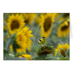 Goldfinch och solblommor - Tomt kort
