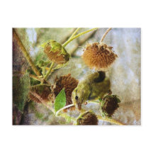 Goldfinch och solblommor