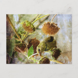 Goldfinch och solblommor vykort