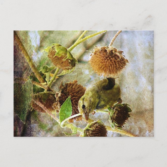 Goldfinch och solblommor vykort (Framsida)