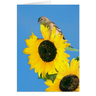 Goldfinch och solros hälsningskort