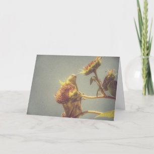 Goldfinch och solrosRetrofoto Kort