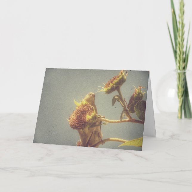 Goldfinch och solrosRetrofoto Kort (Framsida)