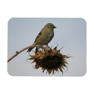 Goldfinch ovanpå solblommor Magnet