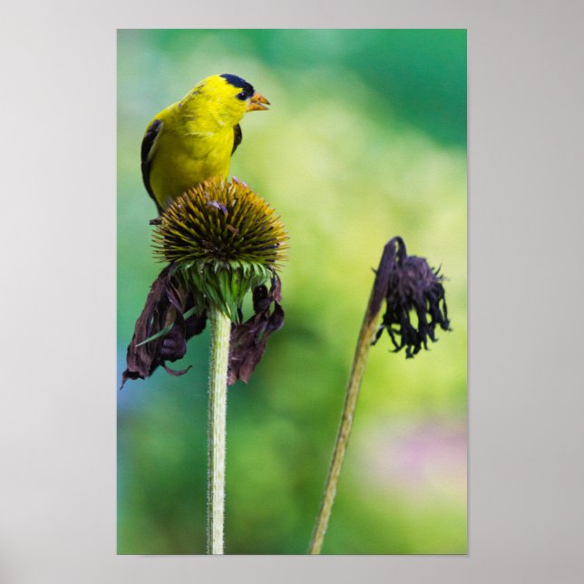 Goldfinch överst på Konblomning Poster (Framsidan)