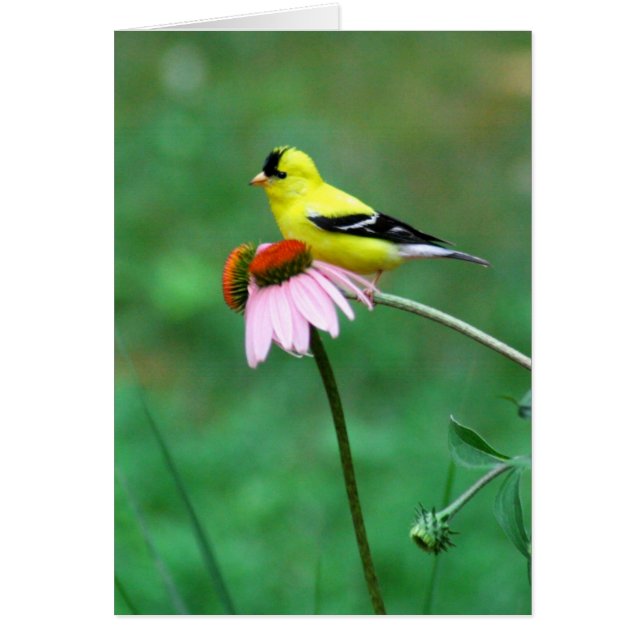 Goldfinch på Coneflower Hälsningskort (Framsidan)