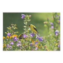 Goldfinch på en Harebell Flower Fototryck