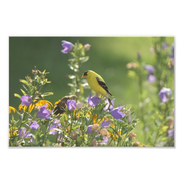 Goldfinch på en Harebell Flower Fototryck (Framsidan)