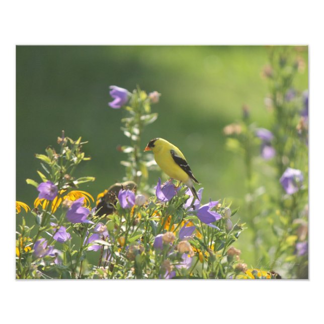 Goldfinch på en Harebell Flower Fototryck (Framsidan)
