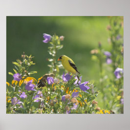 Goldfinch på en Harebell Flower Poster