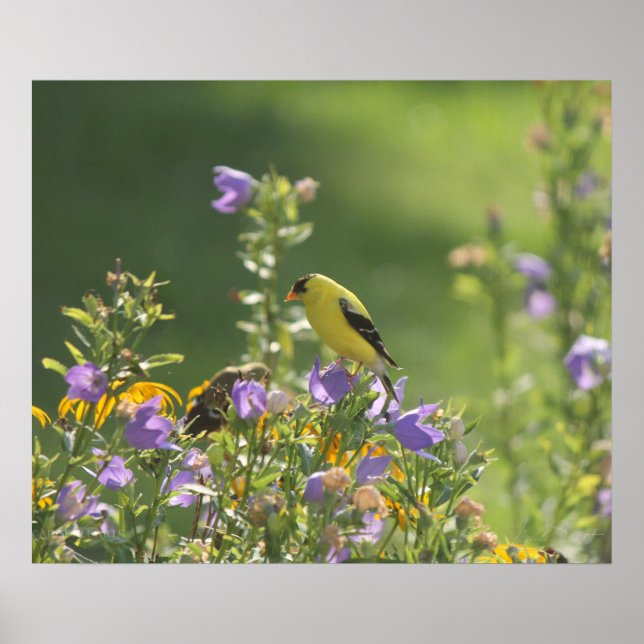 Goldfinch på en Harebell Flower Poster (Framsidan)