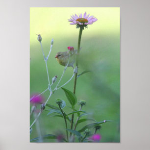 Goldfinch på en konfekt poster