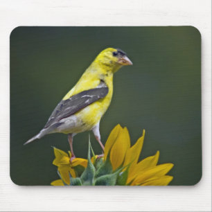 Goldfinch på en solrosmussla musmatta