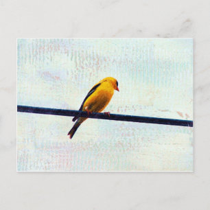 Goldfinch på en strömledning vykort
