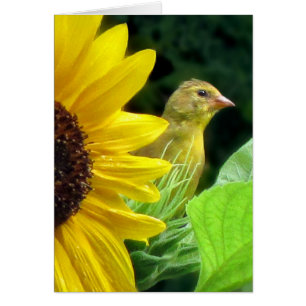 Goldfinch på Solros Hälsningskort