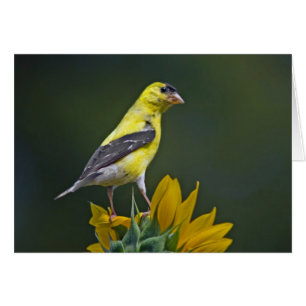 Goldfinch på Solros Hälsningskort