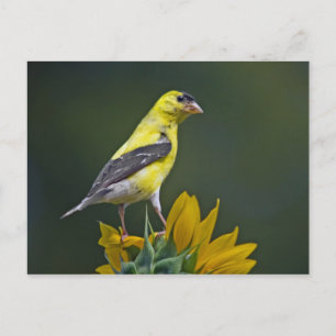 Goldfinch på Solros Vykort
