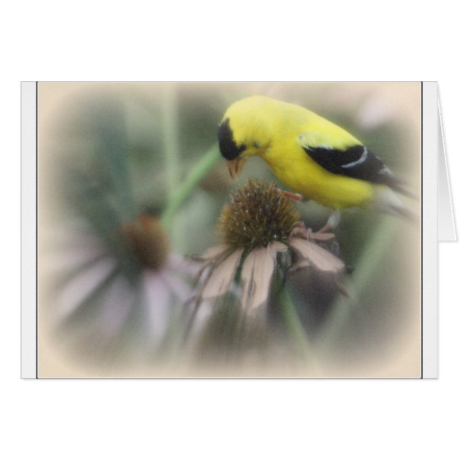 Goldfinch på Thistle Hälsningskort (Framsidan Horizontal)