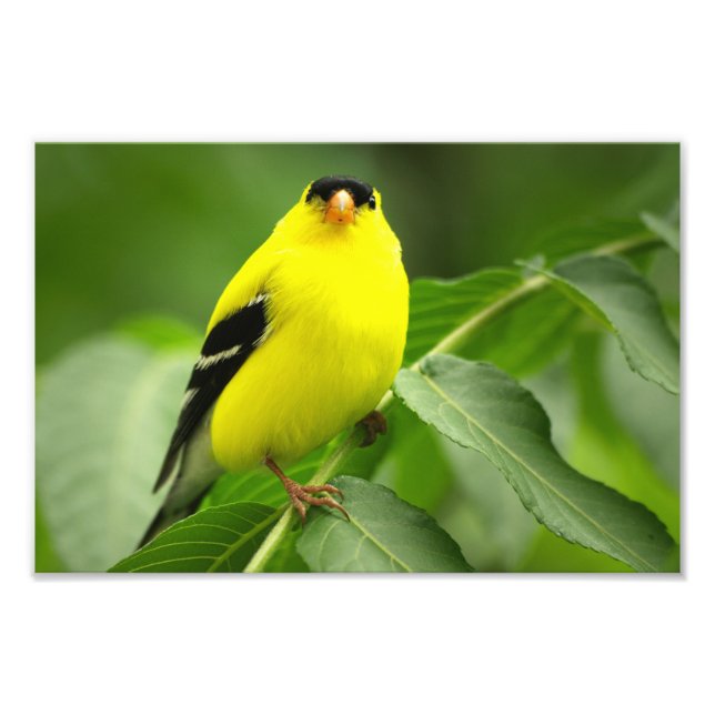 Goldfinch Photo Print Fototryck (Framsidan)