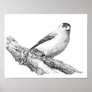 Goldfinch Poster