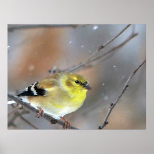 Goldfinch Poster