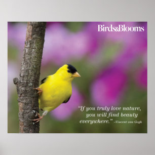 Goldfinch Poster