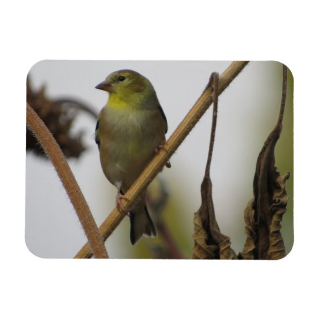 Goldfinch Profile Magnet (Horisontell)