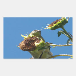 Goldfinch Rektangulärt Klistermärke