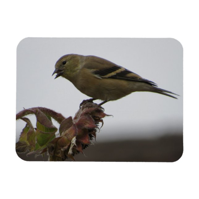 Goldfinch Restch på solrosmagnet Magnet (Horisontell)