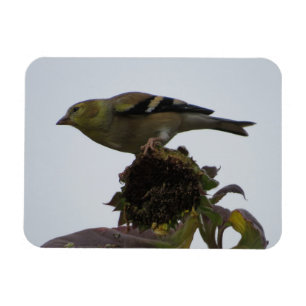 Goldfinch-solrosfärgad persich-magnet magnet