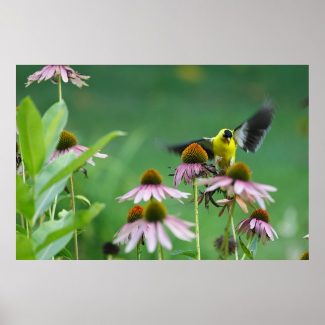 Goldfinch (Spinus tristis) Landing on a Coneflower Poster (Framsidan)