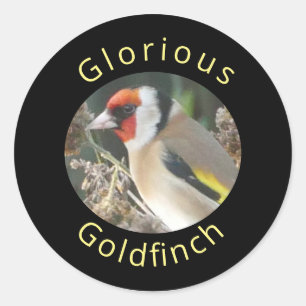 Goldfinch Sticker Runt Klistermärke