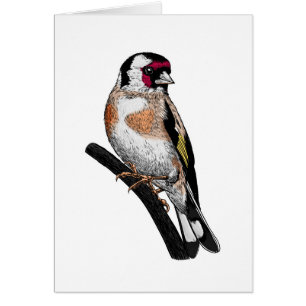 Goldfinch teckning hälsningskort