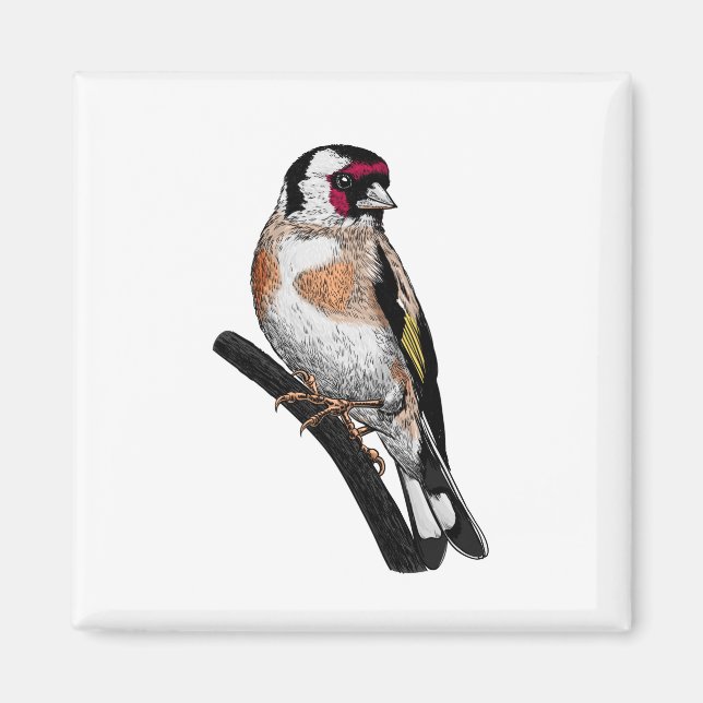 Goldfinch teckning magnet (Framsidan)