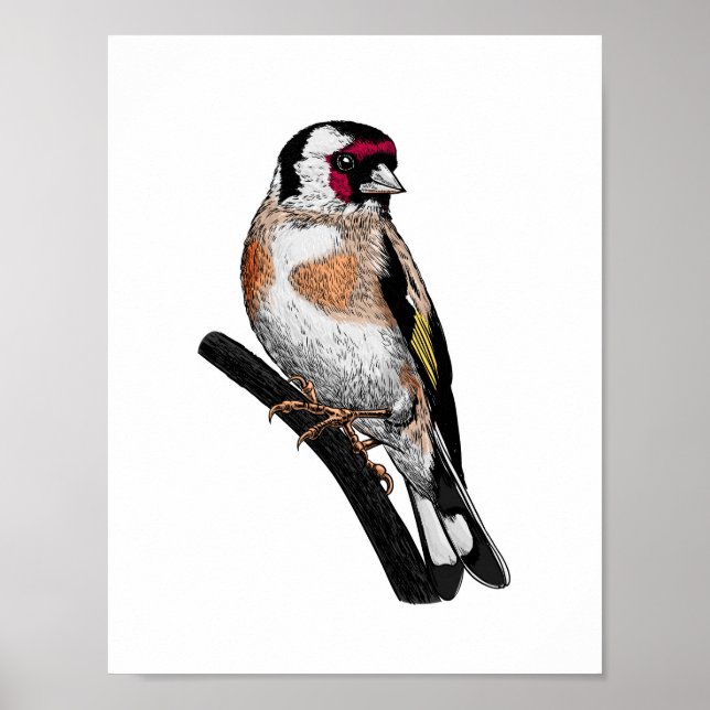 Goldfinch teckning poster (Framsidan)